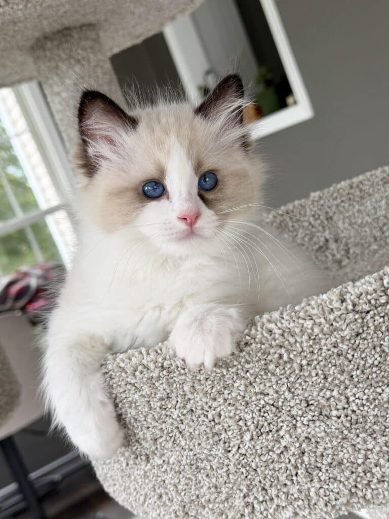 ragdoll kittens in virginia